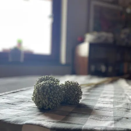 Il Tesoro Di Miro Cartosio