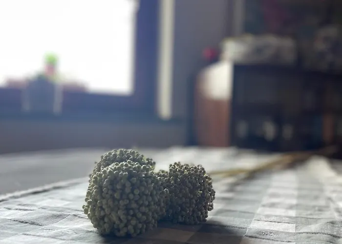 Il Tesoro Di Miro Cartosio